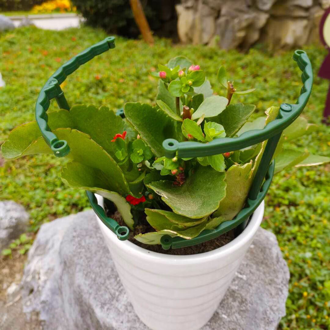 蟹爪兰太阳花多层支架防倒伏护叶拼接嫁接聚拢花架兰花架单层支撑麦