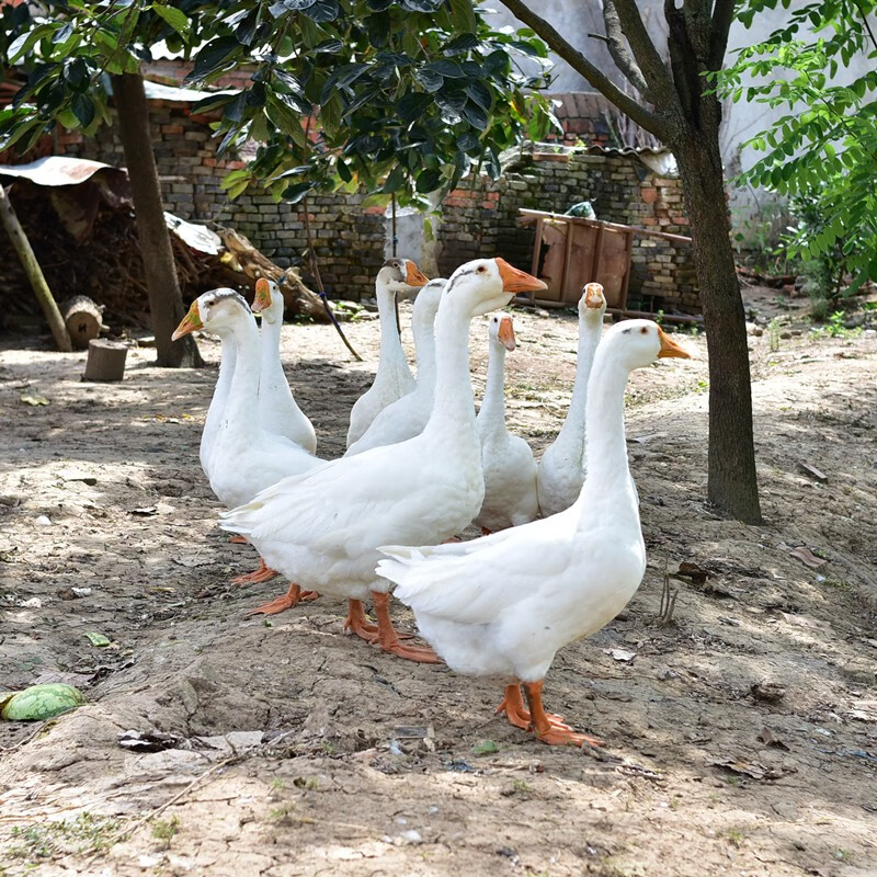 茅山老鹅整只农家散养老鹅新鲜大白鹅现杀鹅肉整只 老鹅杀后5-6斤(带