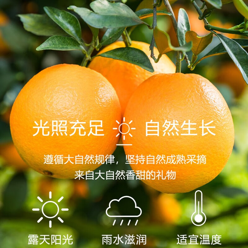 鲜咕正宗江西赣南脐橙当季新鲜水果橙子早橙赣州原产地整箱装直发 精选热卖【特大果】新鲜采摘 实惠推荐5斤装