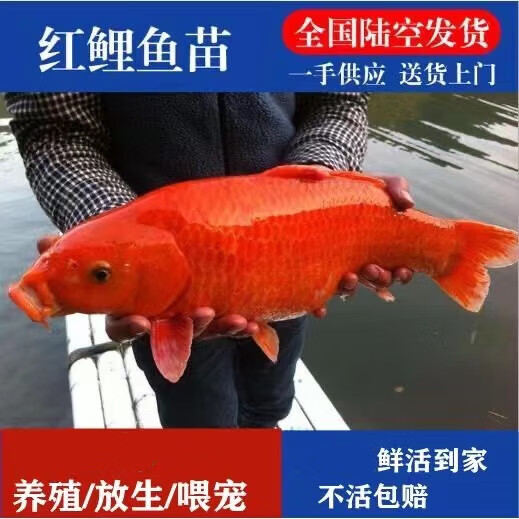 姬卉大品种兴国红鲤鱼可食用淡水养殖观赏鱼荷包红鲤鱼包活 荷包红鲤2-4厘米100条加20%防损