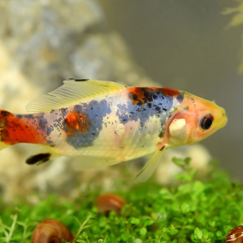 鱼多趣  五花草金鱼  3条(11-13cm)兰花草金鱼锦鲫鱼活体冷水鱼 小型