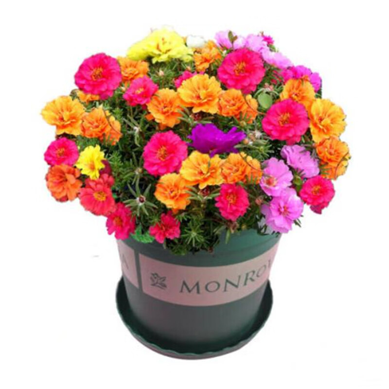 欧悟 重瓣太阳花种子 开花不断易活花种子花卉庭院室外内阳台野花种籽