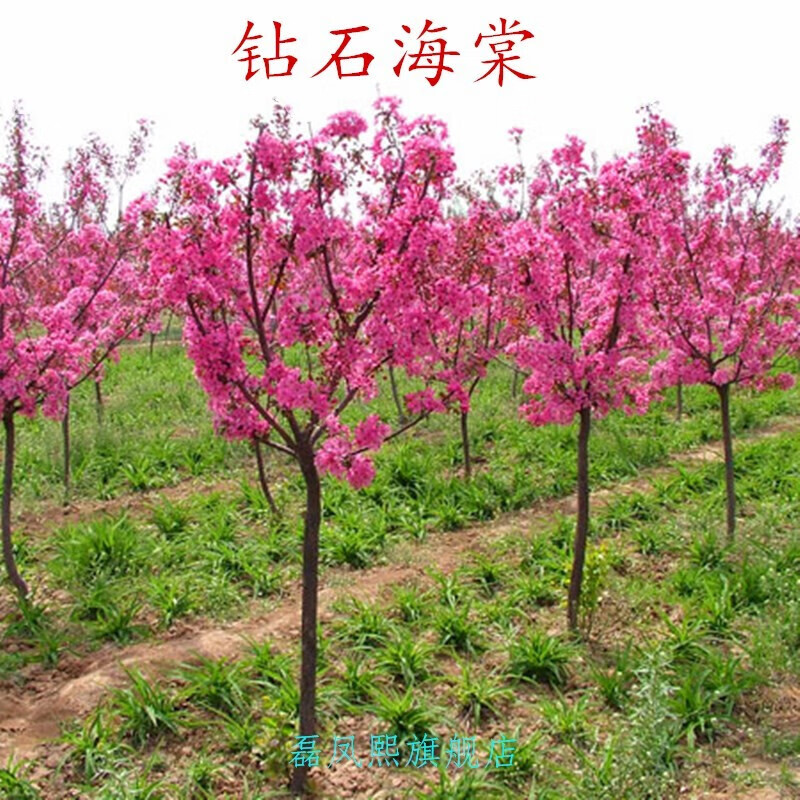 钻石海棠 80-1米高壮苗拍【10棵价格】