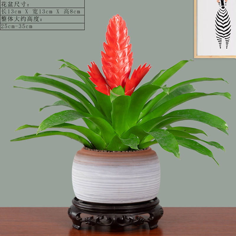 招财手鸿运当头盆栽植物花卉玉扇室内好养客厅四季开花大盆办公室润景