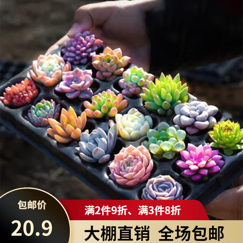 如何知道京东多肉植物历史价格|多肉植物价格比较