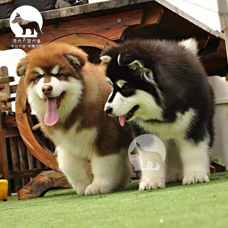 博美犬博美幼犬茶杯犬黄色白色宠物狗活体的可爱狗搏美哈多利系球体俊介宠物级s级母 虎窝购 博美犬博美幼犬茶杯犬黄色白色宠物狗活体的可爱狗搏美哈多利系球体俊介宠物级s级母 虎窝购