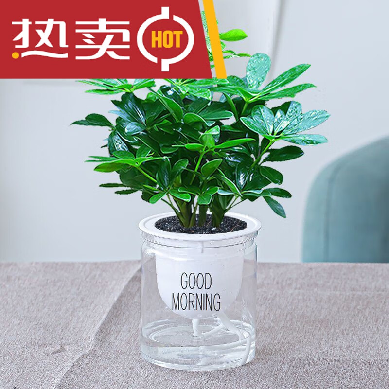 穆淳傲老桩七叶莲盆栽植物四季常青绿植室内客厅盆景鸭脚木 七叶莲