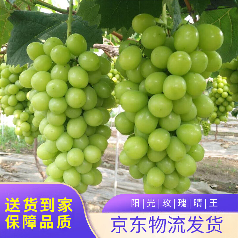 网购葡萄提子历史价格走势|葡萄提子价格走势