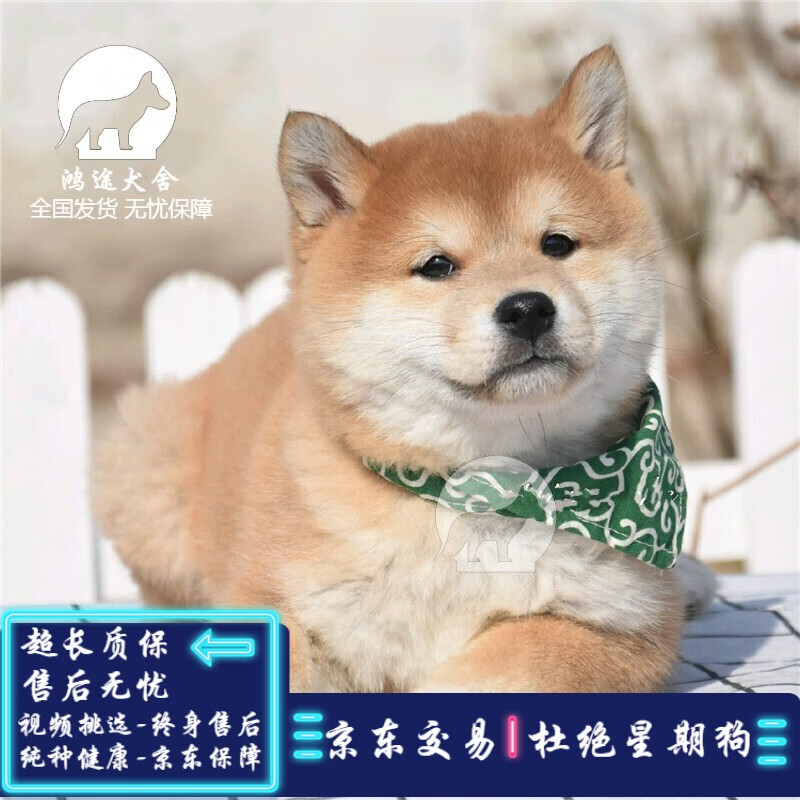 采缇(caiti)柴犬幼犬幼崽纯种柴犬狗宠物狗狗活体小狗 宠物级 sss级