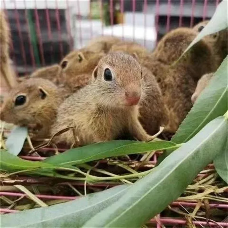 蝶贡网红土拨鼠活物 黑尾土拨鼠家养幼崽迷你可爱自家繁殖呆萌可爱