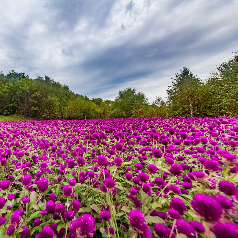 景喜散装千日红种子火球花百日红圆仔花大花千日紫种子景观绿化 优