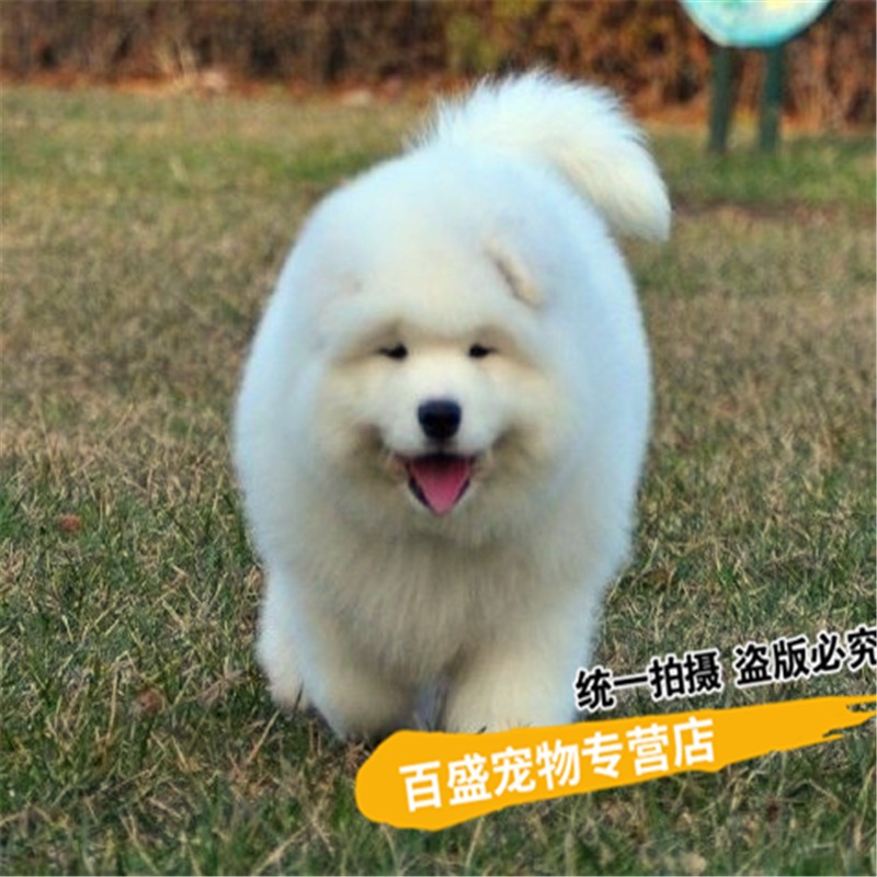 别态萌出售白色萨摩耶犬幼犬 纯种萨摩耶活体宠物狗狗 北京犬舍 s级