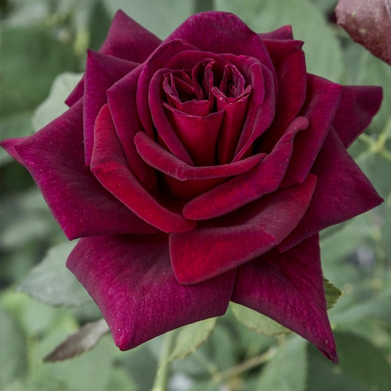 虹越(hongyue)进口月季花苗10l盆栽大苗 法国玫昂系列花园庭院装饰