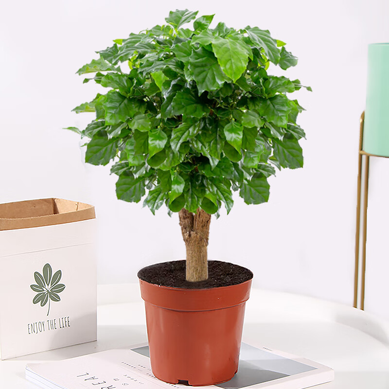 lcey矮桩幸福树桌面盆景室内客厅四季常青净化空气矮化盆栽好养平安树