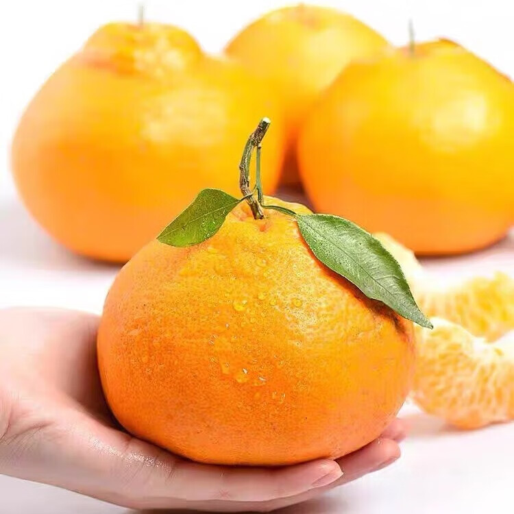 松林美果现摘现发当季正宗四川春见耙耙柑带箱5-6斤大果新鲜水果整箱