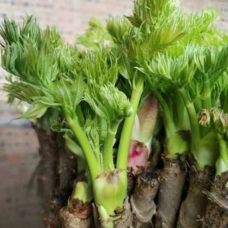 素蜜东北深山刺嫩芽苗刺嫩芽刺老芽刺龙芽苗树苗东北山野菜苗 三年苗1