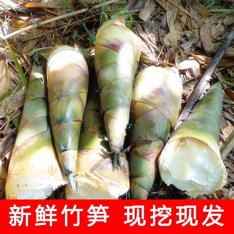 广东竹笋新鲜大竹笋新鲜春笋鲜笋新鲜现挖竹笋新嫩大头甜笋食用 5斤
