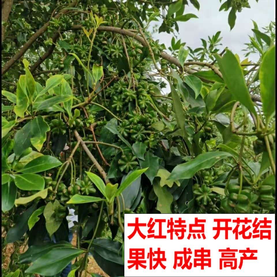 嫁接八角苗10棵【木王种 高产矮化 30-40厘米【精选优质品种】