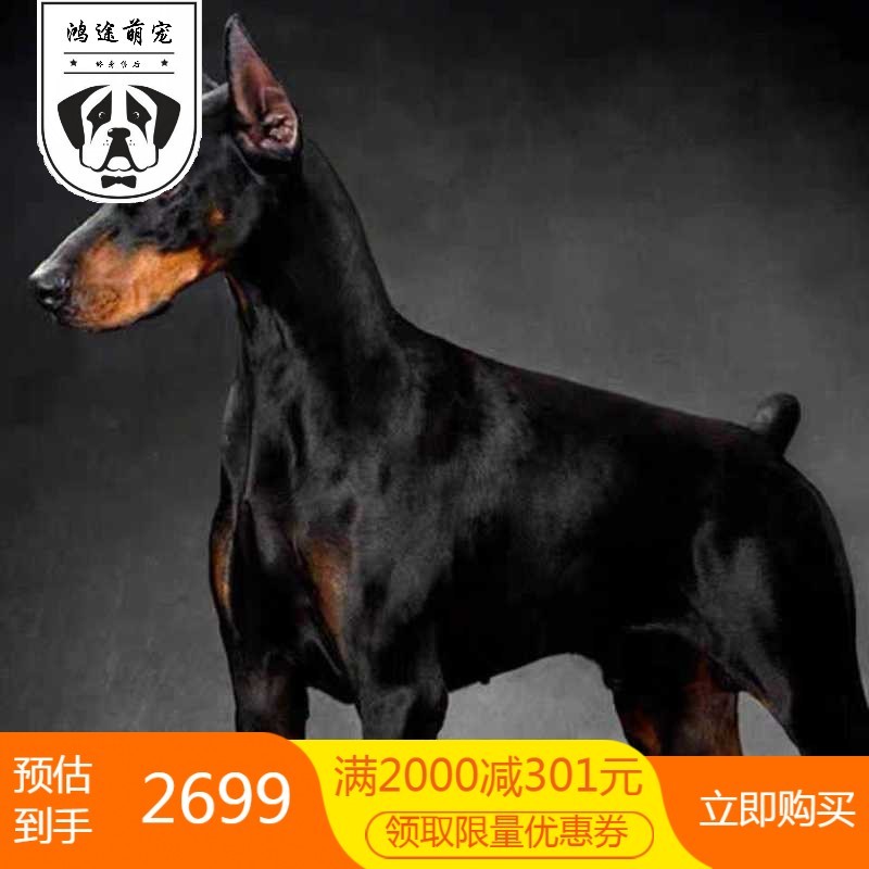 杜宾幼犬杜宾犬活体幼犬纯种幼崽德系杜宾犬护卫犬军犬警犬包活全国