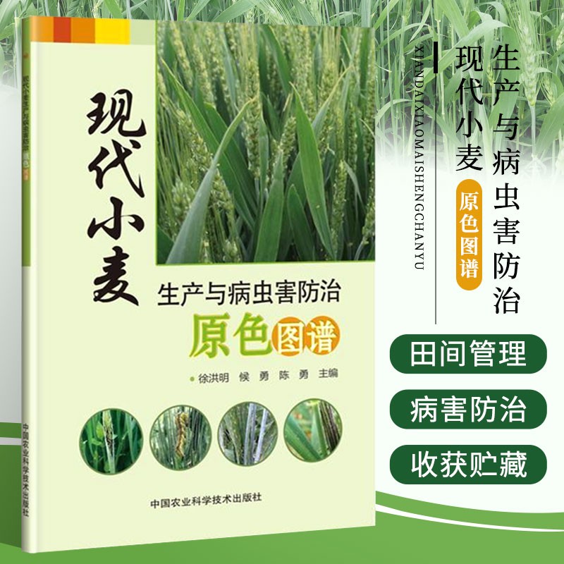 现代小麦生产与病虫害防治与图谱 小麦种植技术书籍 小麦病虫害防治技术