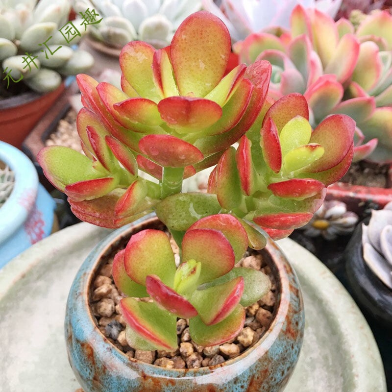 姬红花月红叶玉树老桩多头群生多肉植物盆栽肉肉新手植物办公室创意