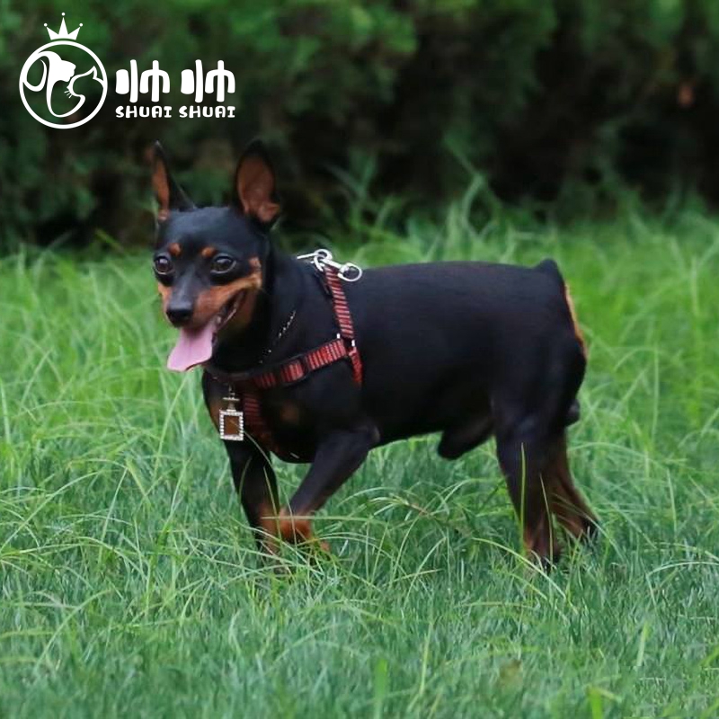 帅帅名宠北京帅帅名宠  纯种迷你杜宾幼犬活体 宾沙犬幼犬短毛狗 小型