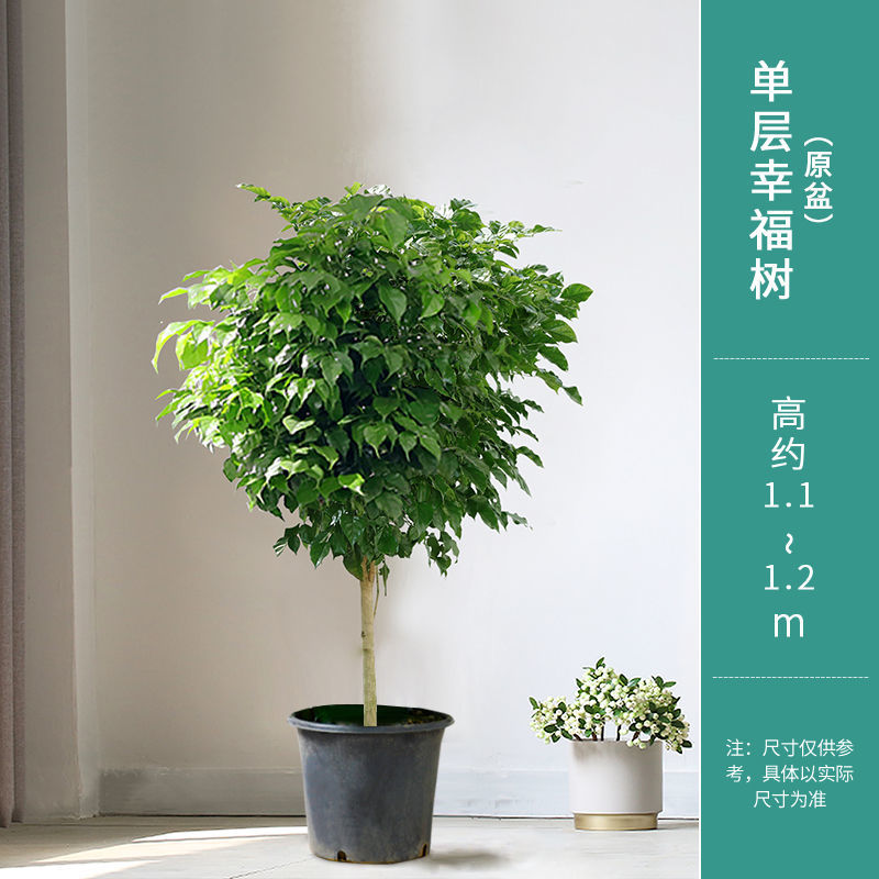 德骊嘉幸福树大型绿植盆栽客厅盆景摇钱树植物花卉室内好养易活四季