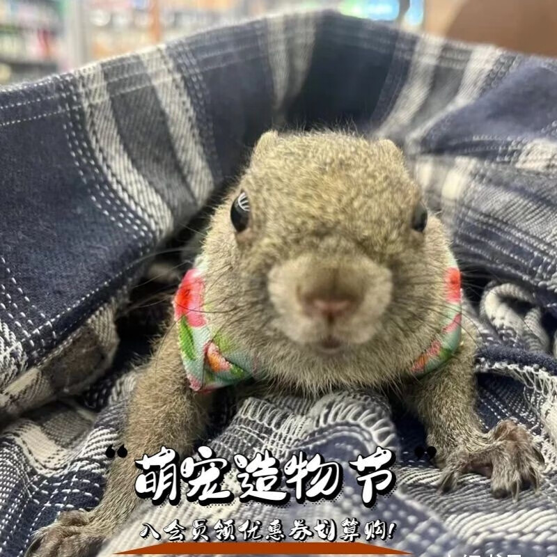 荣郁)疫苗齐全家养松鼠活物幼宠金花松鼠活物魔王松鼠活物幼崽雪地幼