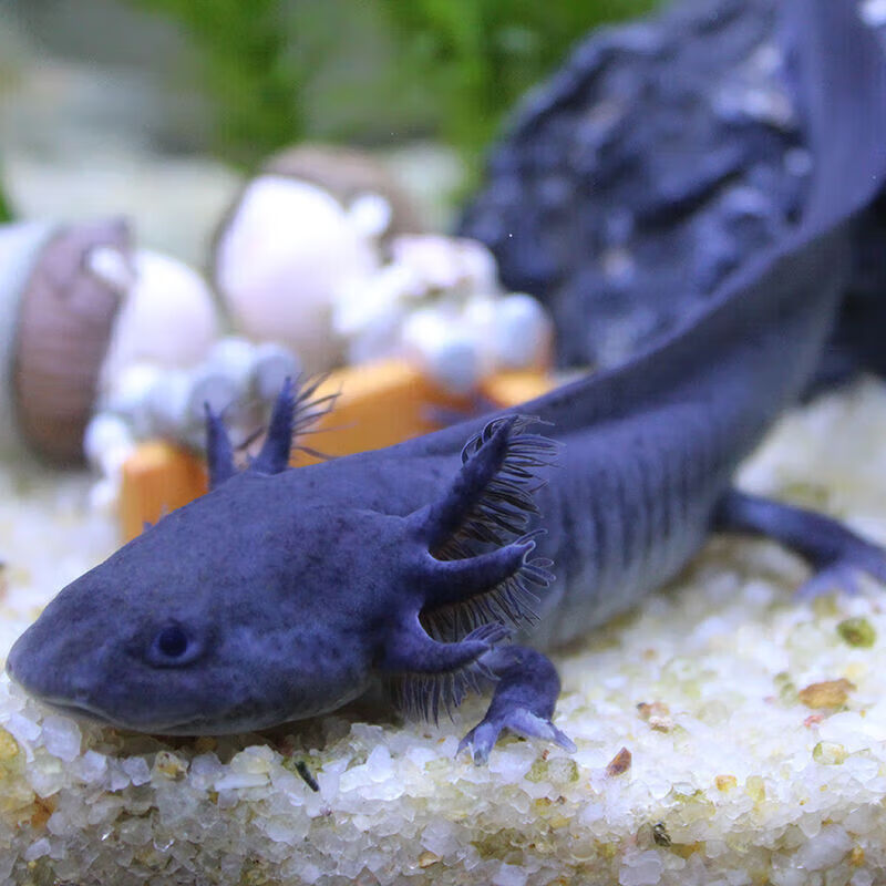 墨之瑶六角恐龙鱼观赏鱼蝾螈活物三角龙鱼四脚宠物鱼四角鱼 黑龙8
