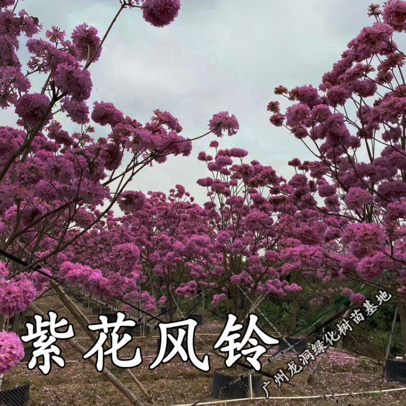 花姬 蝶遇 紫花风铃树苗庭院小区风景观赏树黄嫁接多花绣球紫花风铃木