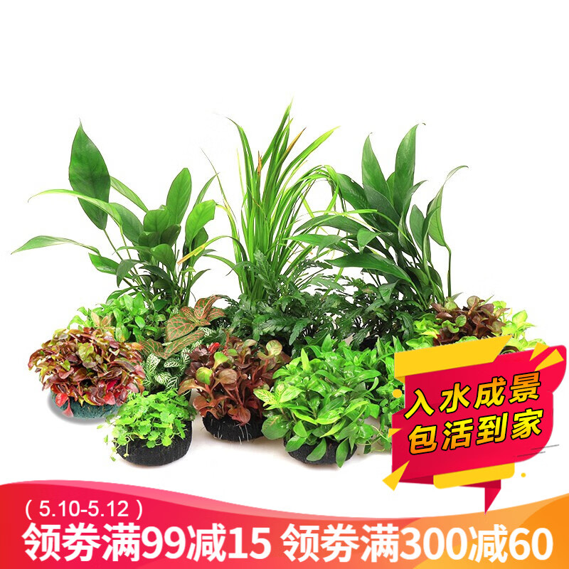 鱼缸水草自养水下叶迷你矮珍珠套餐鱼缸造景前景草皮草坪爬地矮珍珠5 7cm 3份 免种 无需二氧化碳 虎窝购