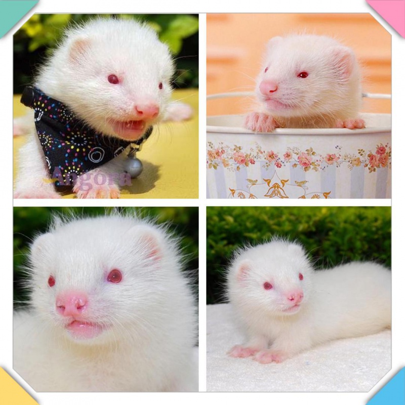 (定金)出售宠物貂活体幼貂宠物狐狸国产水貂白貂灰貂雪貂黑貂全国发货