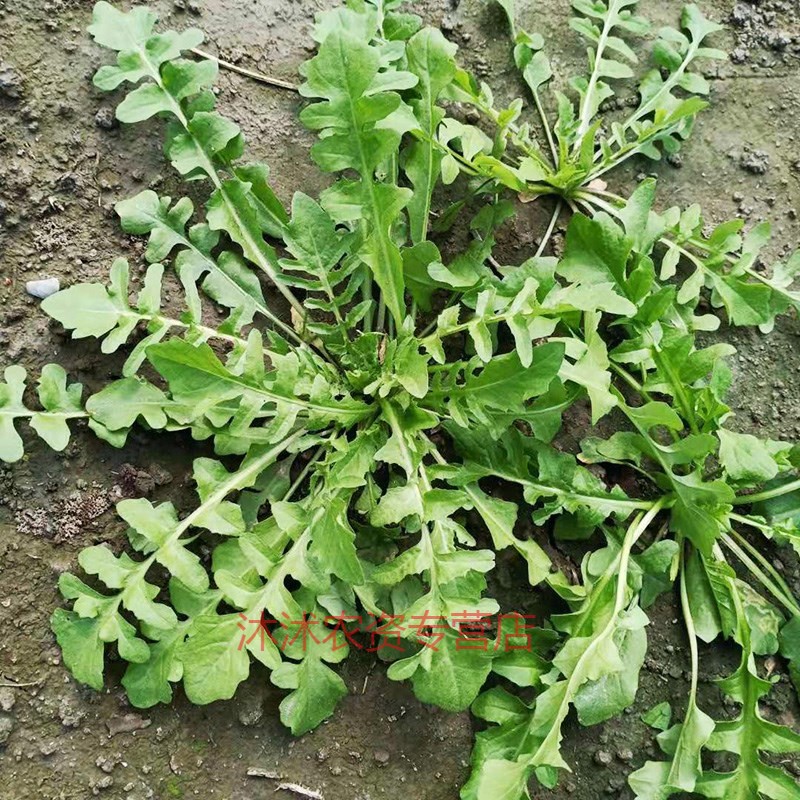 田地阳台小叶荠荠菜春秋季大叶野菜种孑 小叶荠菜约2000粒原厂彩包