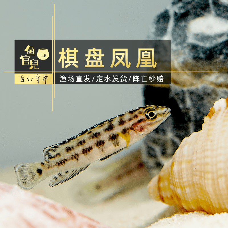 鱼官儿非洲坦鲷三湖慈鲷鱼卷贝类六间珍珠蝴蝶黄金虎黄帆天堂鸟鱼 棋盘凤凰1条（2.5-3cm）