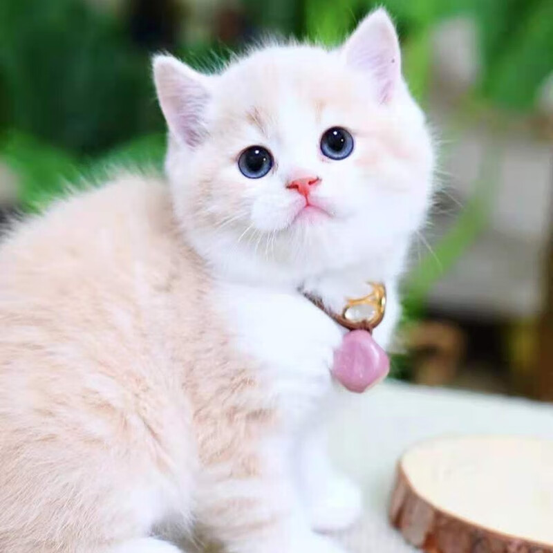 double yellow英短蓝猫幼猫猫咪活体蓝白金银渐层小猫幼崽英国短毛