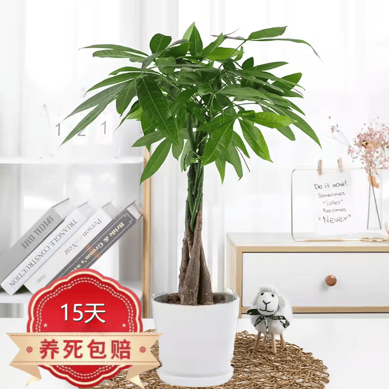 开业绿植  大型植物 金钱树散尾葵室内盆栽花卉绿植 绿萝 发财树 金钱树 平安树 辫子发财树50-60厘米 含盆（黑白螺纹盆随机）怎么看?