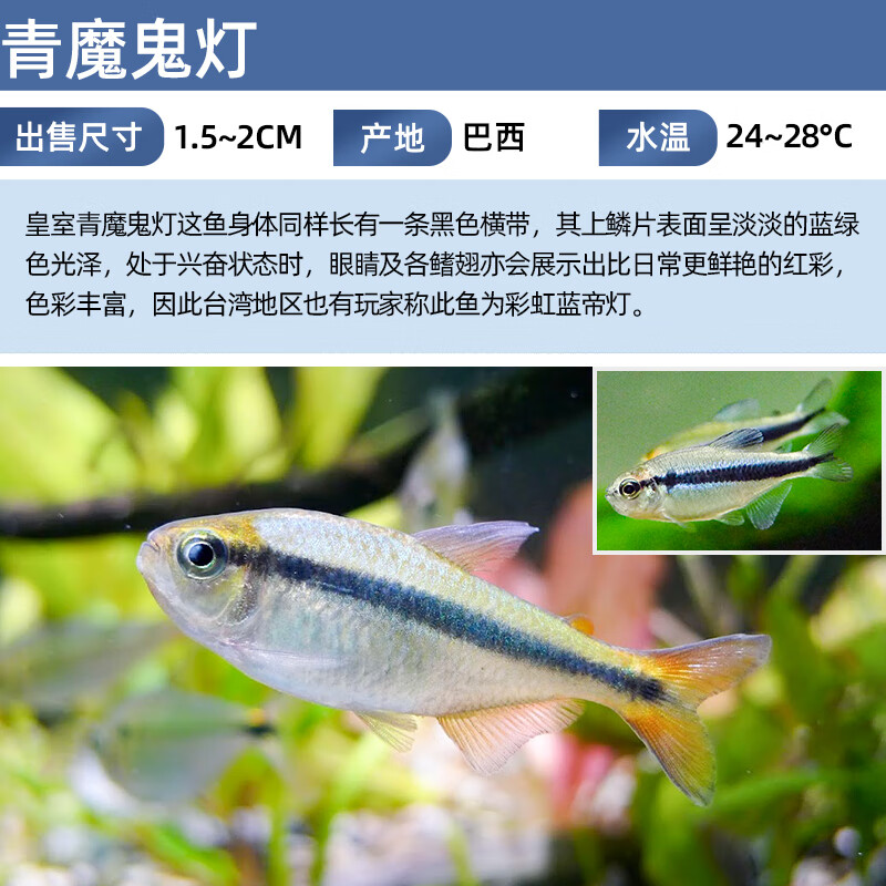 smvp皇室青魔鬼灯鱼热带鱼草缸群游高端南美七彩魔鬼鱼巴西进口鱼活体