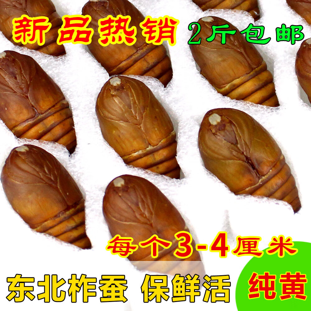 伟博东北特产柞蚕蛹包活活蚕蛹2021大茧蛹500g黄蛹2斤【嘉万滋补品】
