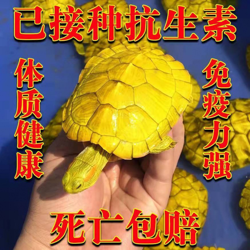 黄金龟小乌龟深水龟观赏龟金钱色活物宠物乌龟活体家养情侣朴彩(pucai