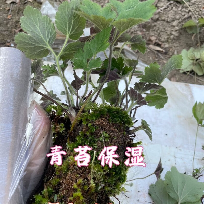 打破碗碗花小学文章图片