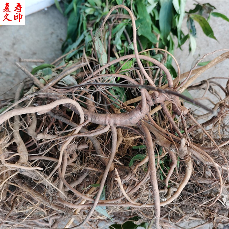 康中尊 野生开喉剑 中药原材料八爪金龙根百两金八爪根铁雨伞开喉箭