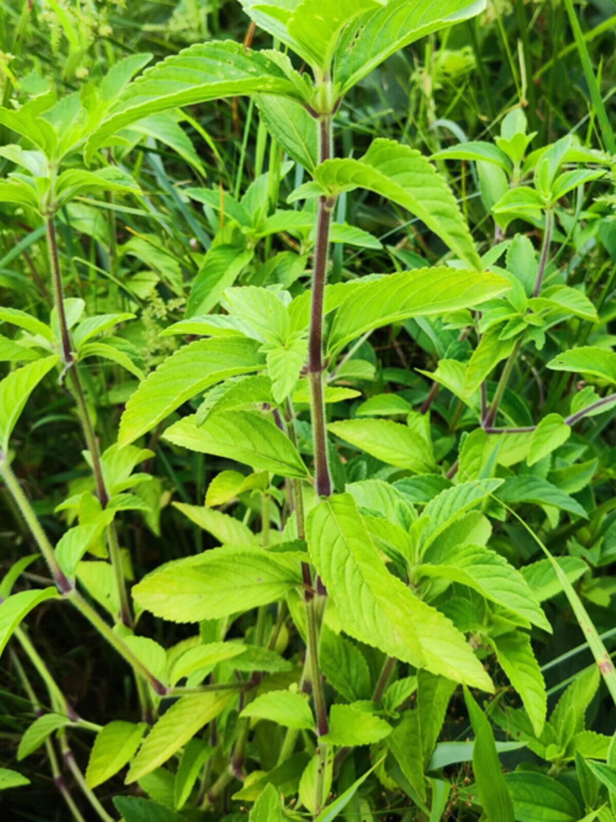 宜安堂现采蛇尾草 新鲜水珍珠菜 水毛射 毛水珍珠草 狗仔尾 毛射草 现
