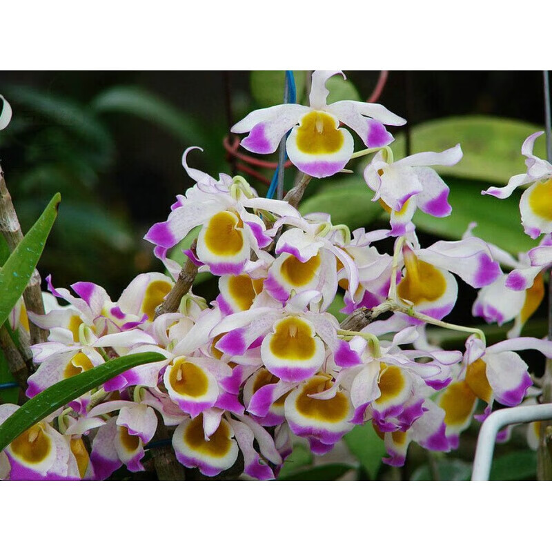 醉春木晶帽石斛原种晶冒石斛丛苗室内外盆栽观赏绿植物花卉附生吊兰