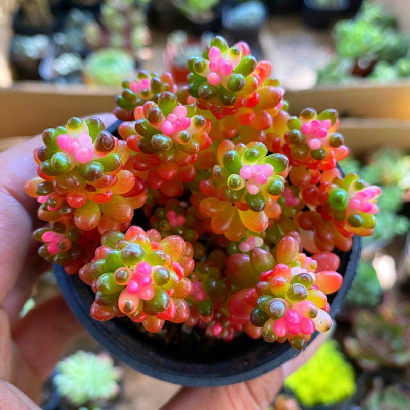 绿植花卉红心浆果群生多头彩色浆果锦多肉植物盆栽果酱肉肉绿植花卉