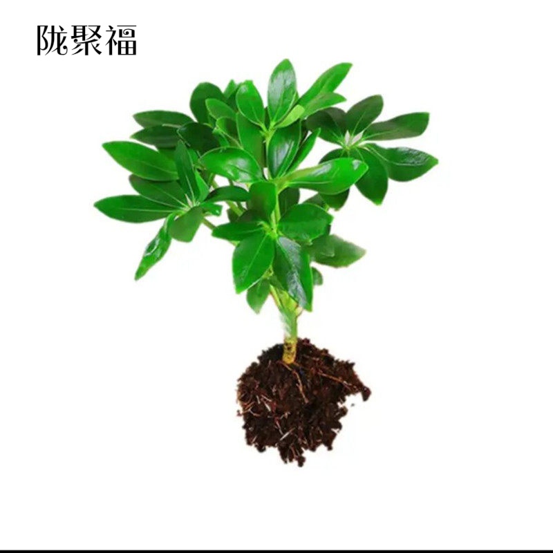 八方来财鸭脚木鹅掌柴七叶莲树办公室客厅大型绿植盆栽发财树 鸭脚木