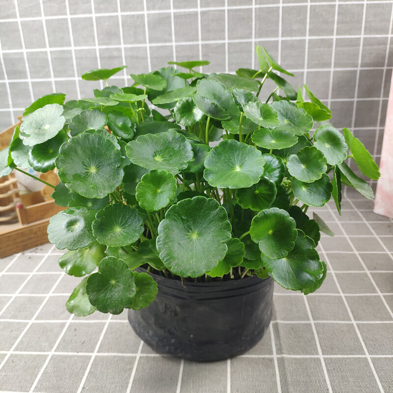 鱼七秒带叶铜钱草绿植盆栽可水培阳台办公室桌面金钱草四季好养易活