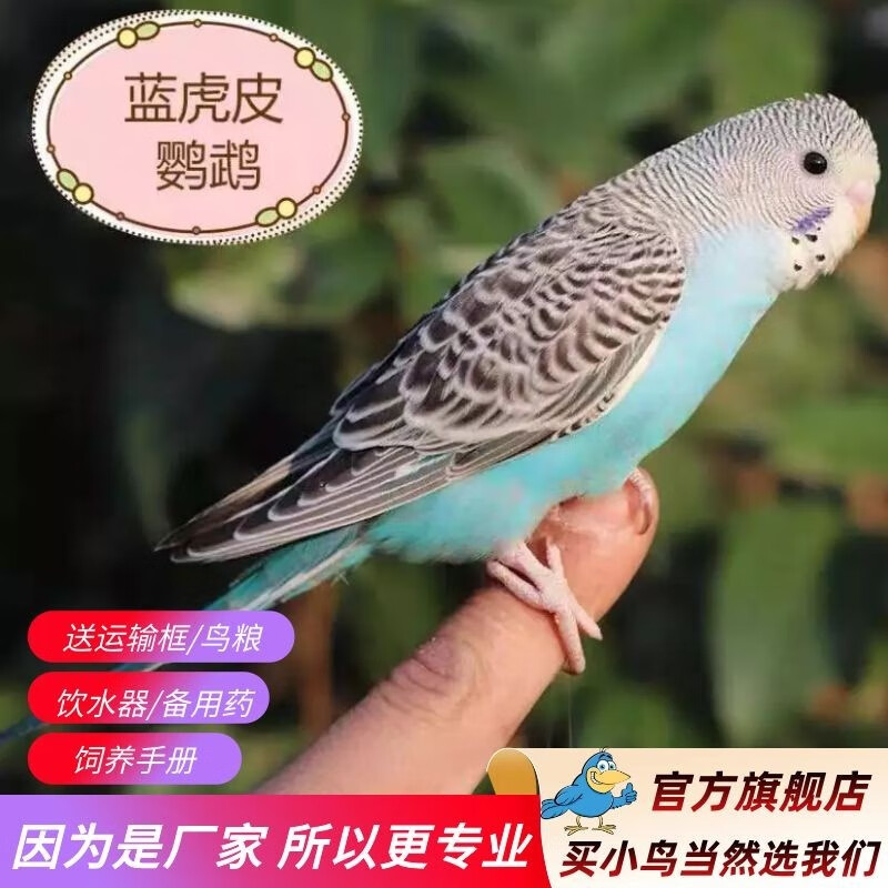 ���ڲ��������� ����廢Ƥ��������ĵ���������ѧ˵������С̫�����ĳ������� ��ɫ��Ƥ����1ֻ����ĸ�ɱ�ע�� 33Ԫ