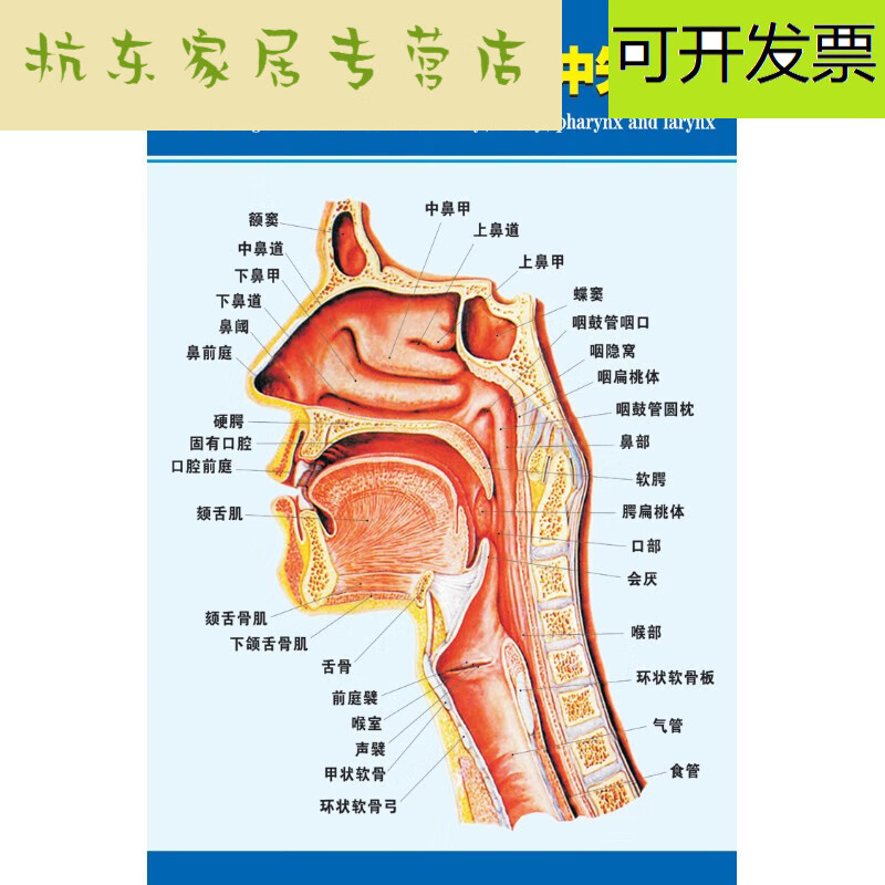 鼻子内部侧面图图片