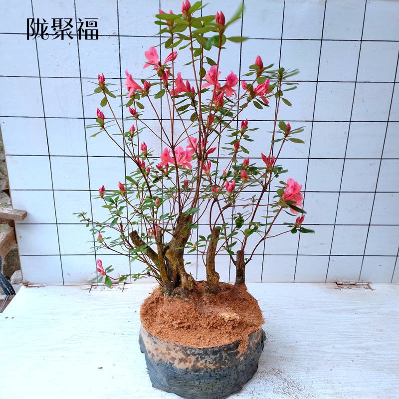 室外好养花卉花苗杜鹃花微型盆栽趣味美观 映山红小苗【1颗】享生根粉