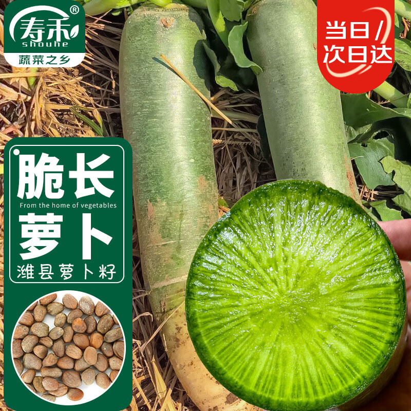 寿禾潍坊水果萝卜种子四季种长青蔬菜种籽 潍育潍县萝卜种子二十克